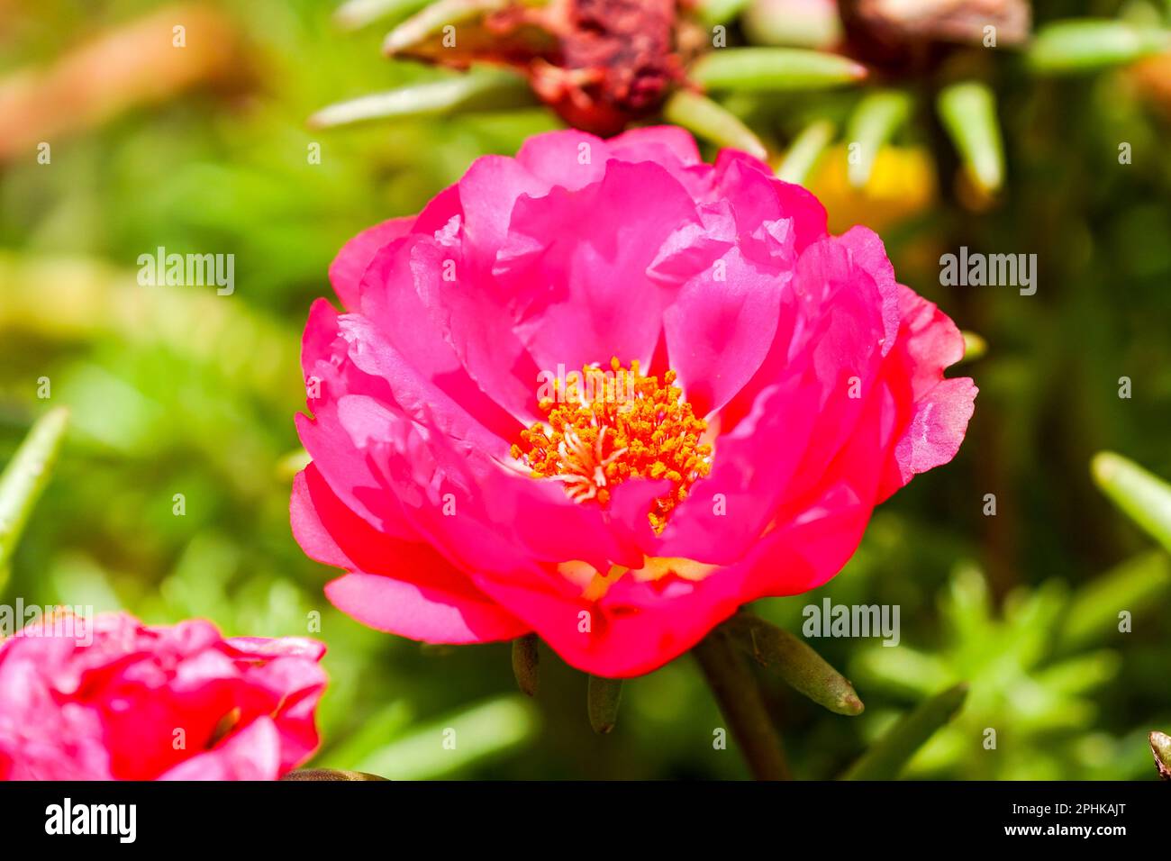 Portulaca grandiflora, portulaca vygie, rosa muschio, fiore purslane closeup che mostra dettagli di stami gialli e petali rosa che sono aperti in estate Foto Stock