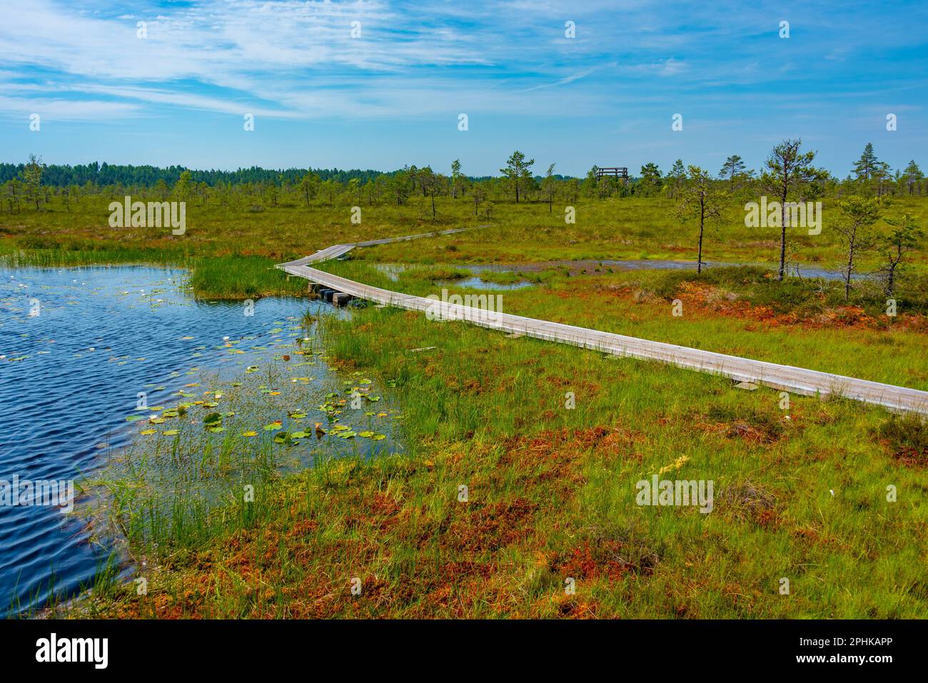 Paesaggio del parco nazionale Soomaa in Estonia. Foto Stock