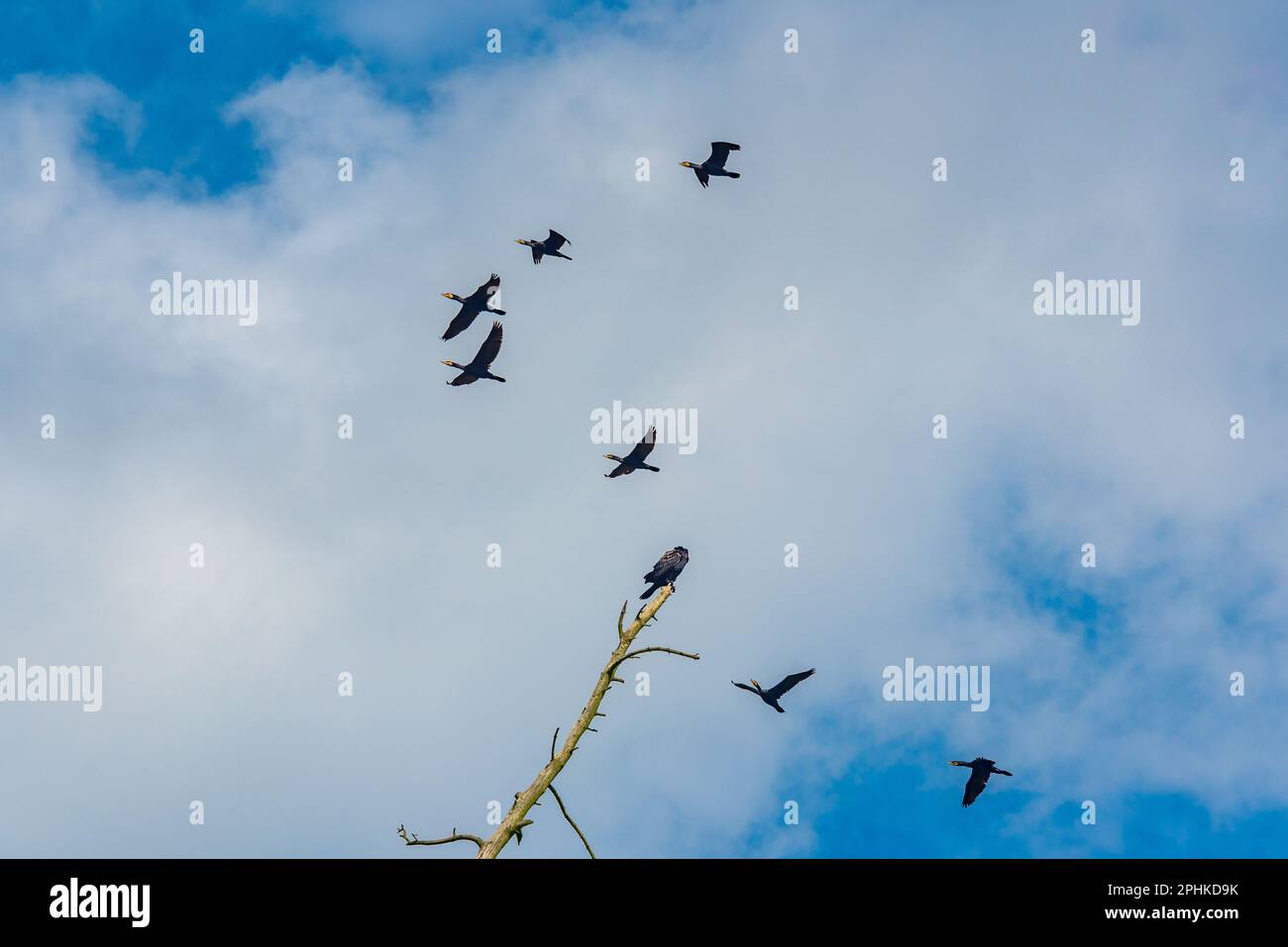 Juodkrante— Colonia di aironi grigi e grandi cormorani in Lituania Foto Stock