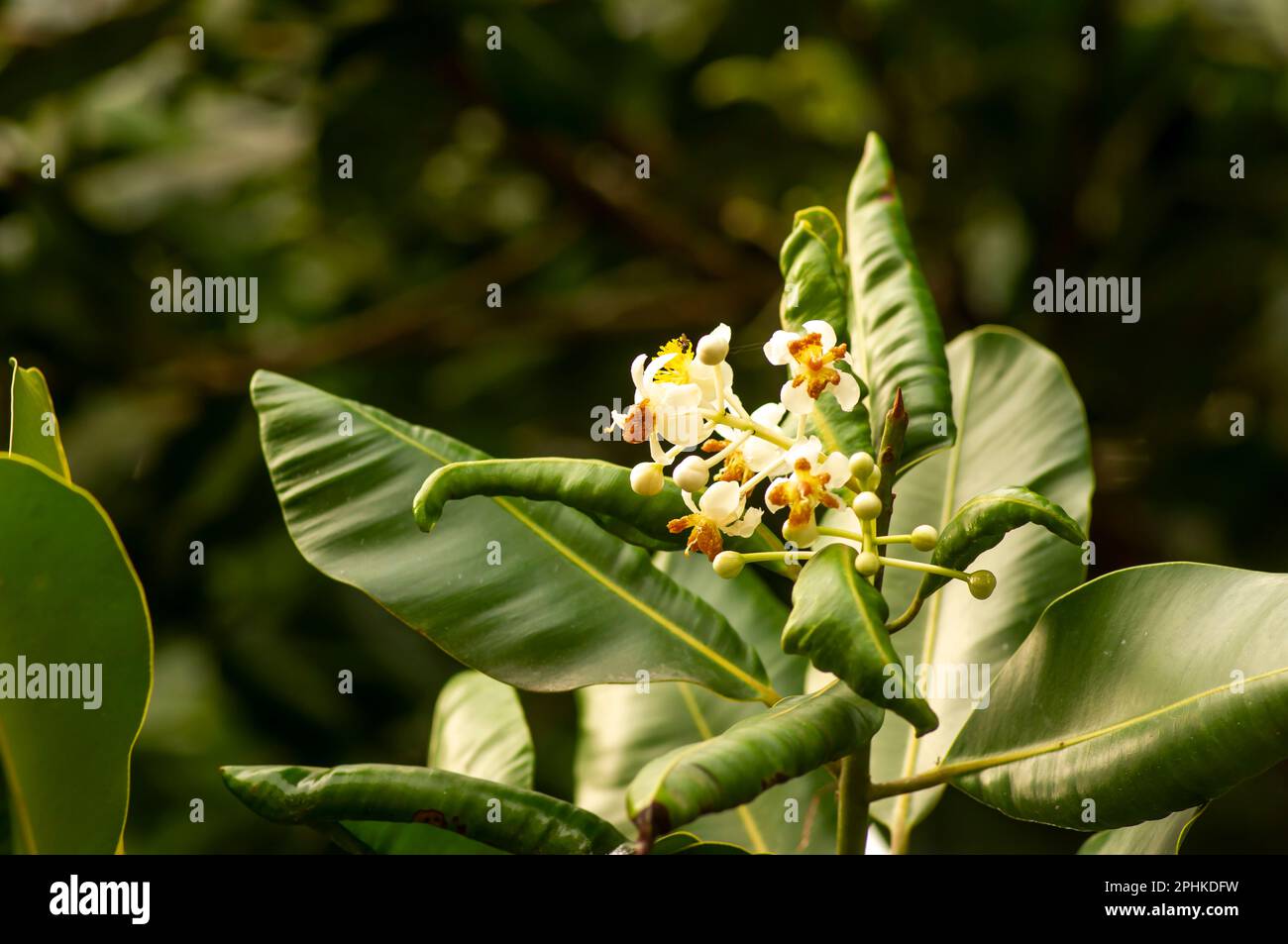 Nyamplung, Alexandrian Laurel (Calophyllum inophyllum) fiori fiorire Foto Stock