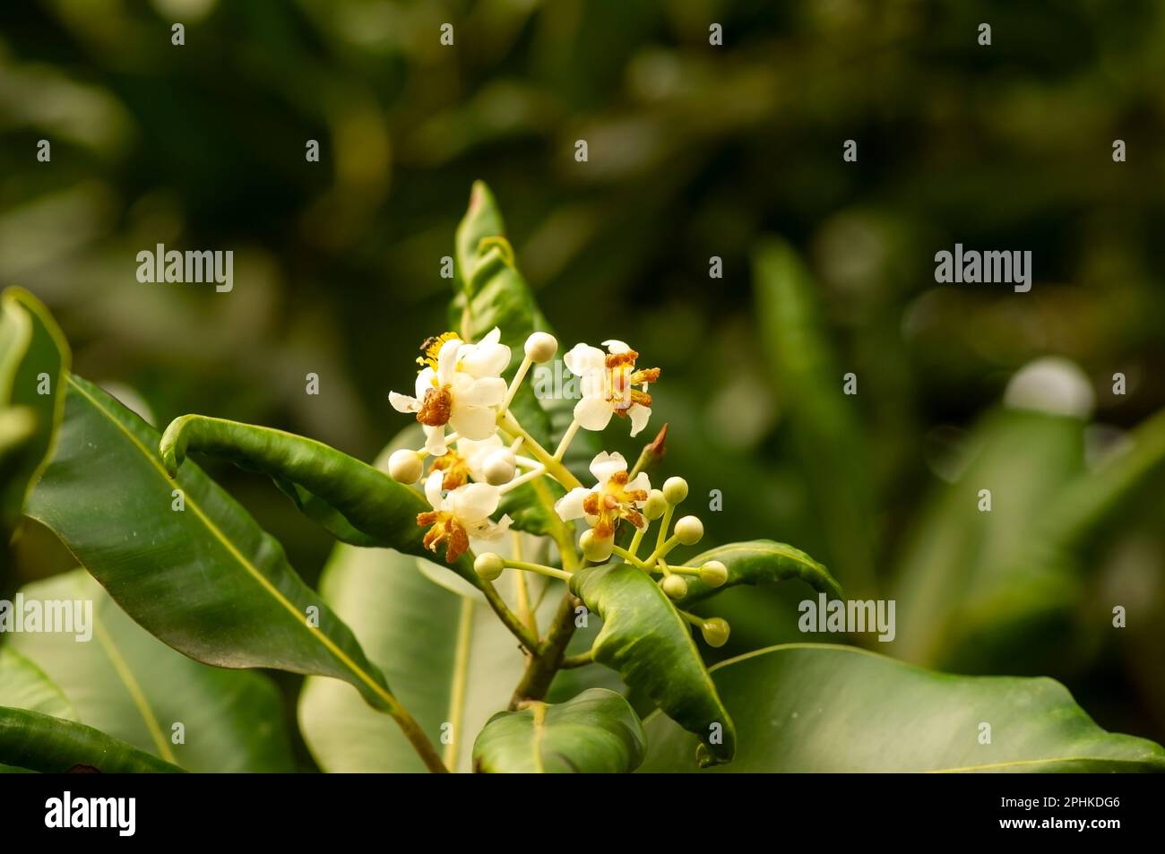 Nyamplung, Alexandrian Laurel (Calophyllum inophyllum) fiori fiorire Foto Stock
