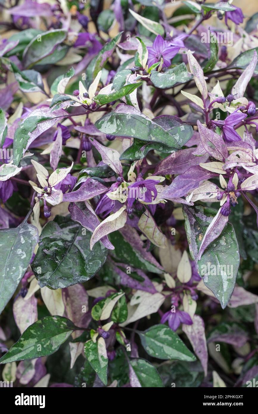 Peperone ornamentale Calico, Capsicum annuum Calico, foglie variegate di verde, viola e crema, frutti viola che maturano rossi Foto Stock