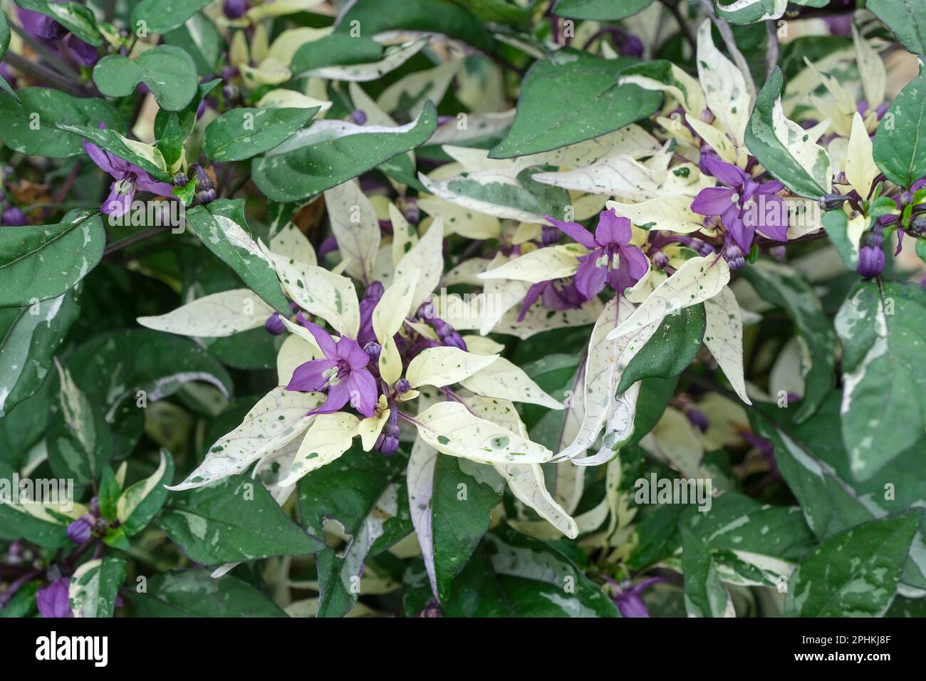 Peperone ornamentale Calico, Capsicum annuum Calico, foglie variegate di verde, viola e crema, frutti viola che maturano rossi Foto Stock