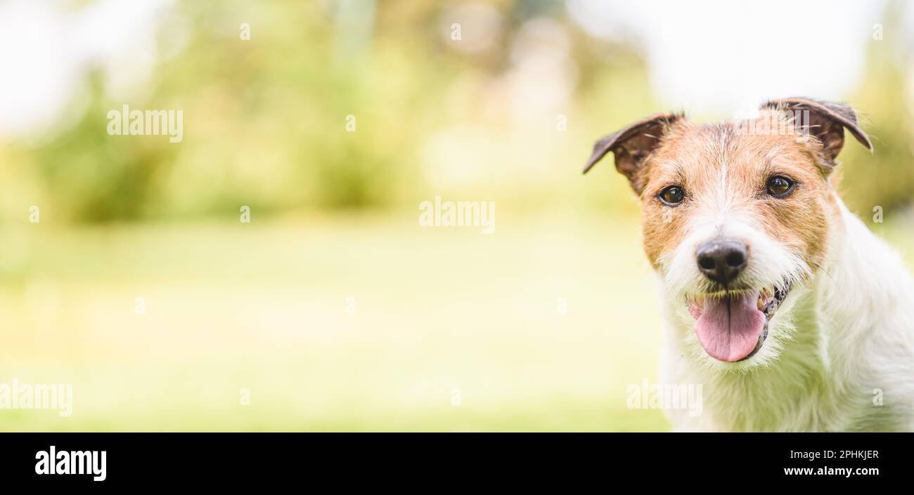 Sfondo banner panoramico con ritratto del cane. Jack Russell Terrier cane sorridente guardando la telecamera Foto Stock