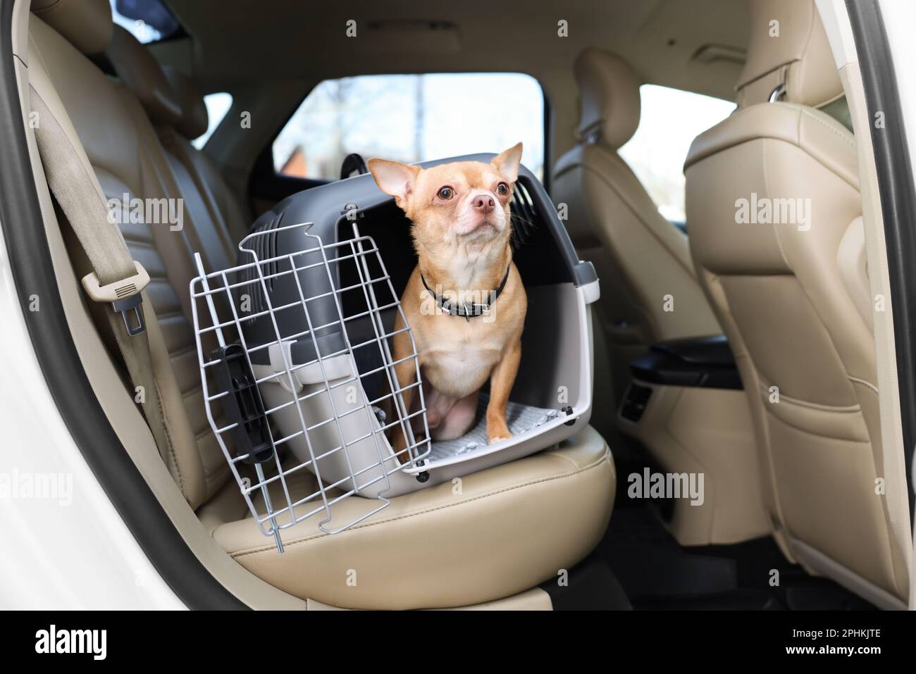 Piccolo Chihuahua in compagnia all'interno dell'auto Foto Stock