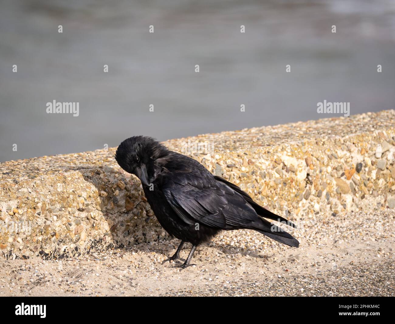 Carrion Crow, Corvus corone, governare e pulire piume, Paesi Bassi Foto Stock