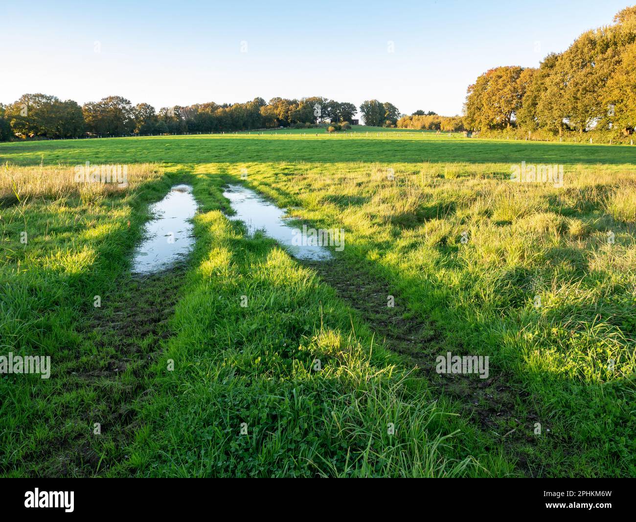 Pozza d'acqua, pista di pneumatici e prati, campagna nei pressi di Ootmarsum, Overijssel, Paesi Bassi Foto Stock