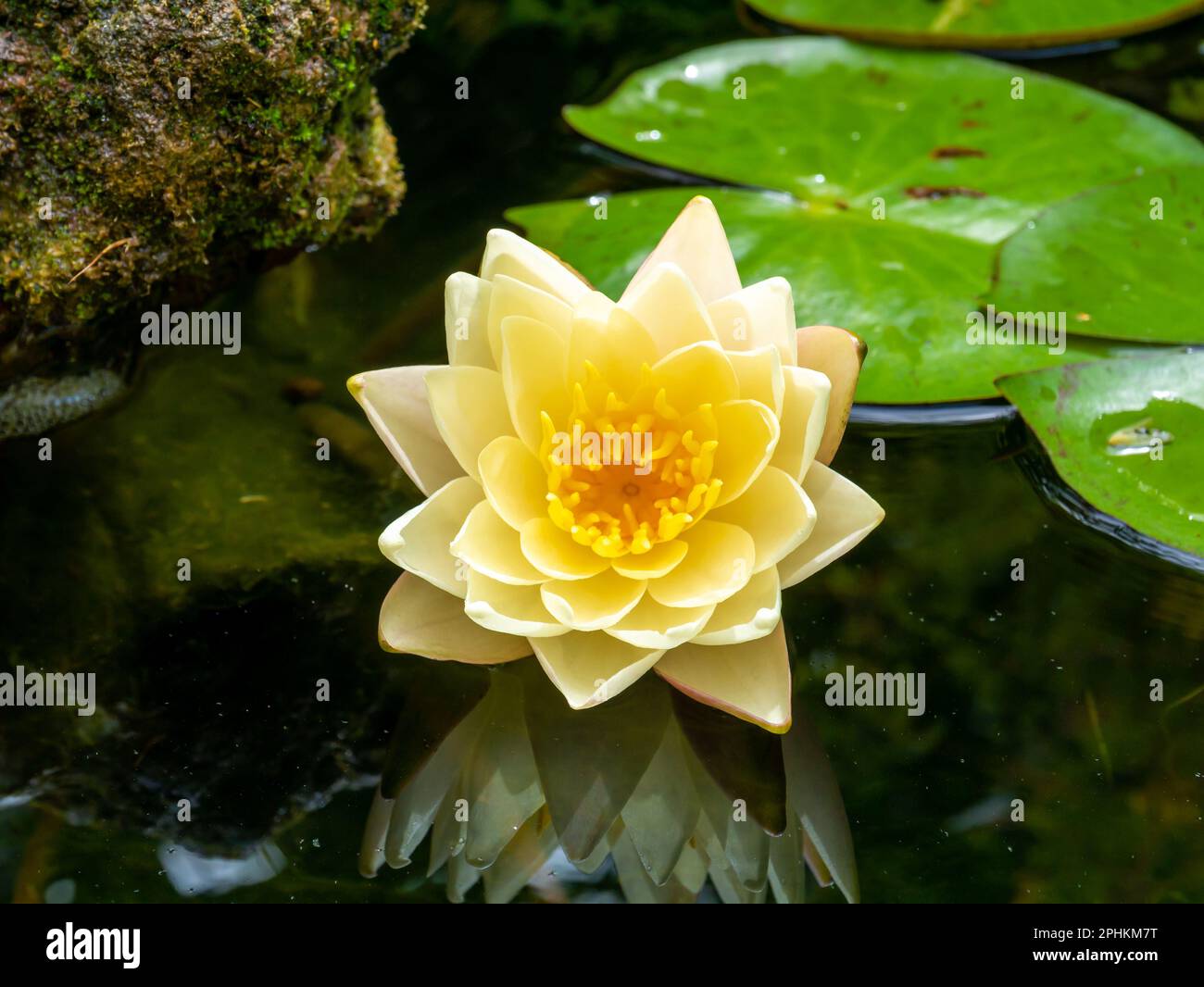 Nana giglio d'acqua, Nymphaea pygmaea Helvola, fiore giallo in piccolo stagno giardino Foto Stock