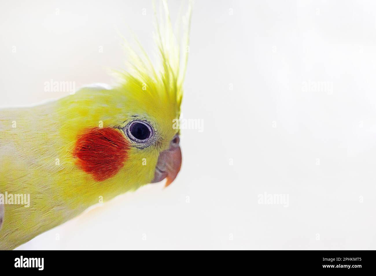 testa in primo piano di un simpatico divertente maschio giallo gallo pappagallo su uno sfondo chiaro Foto Stock