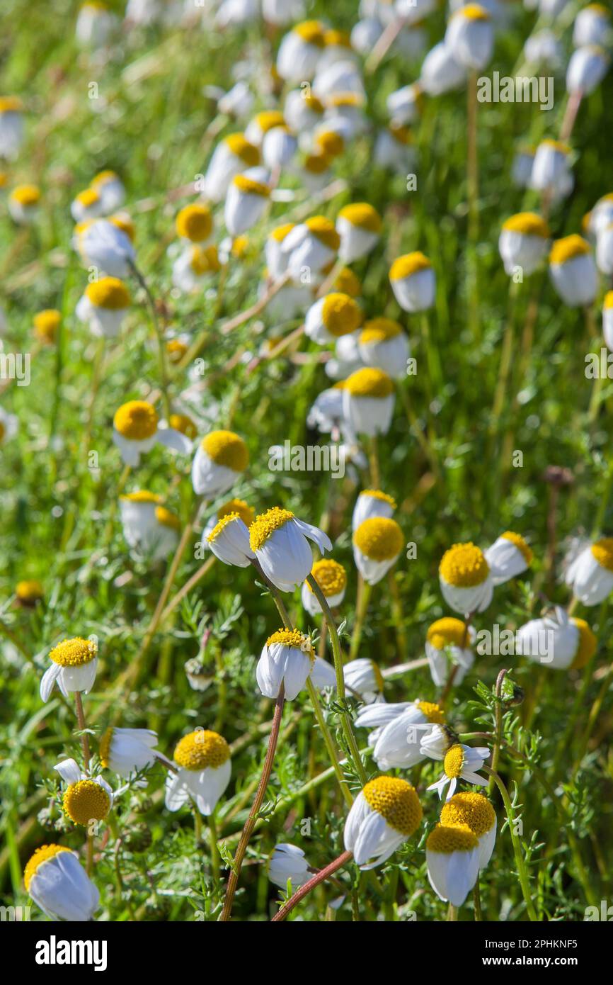 Chamaemelum nobile, comunemente noto come camomilla Foto Stock