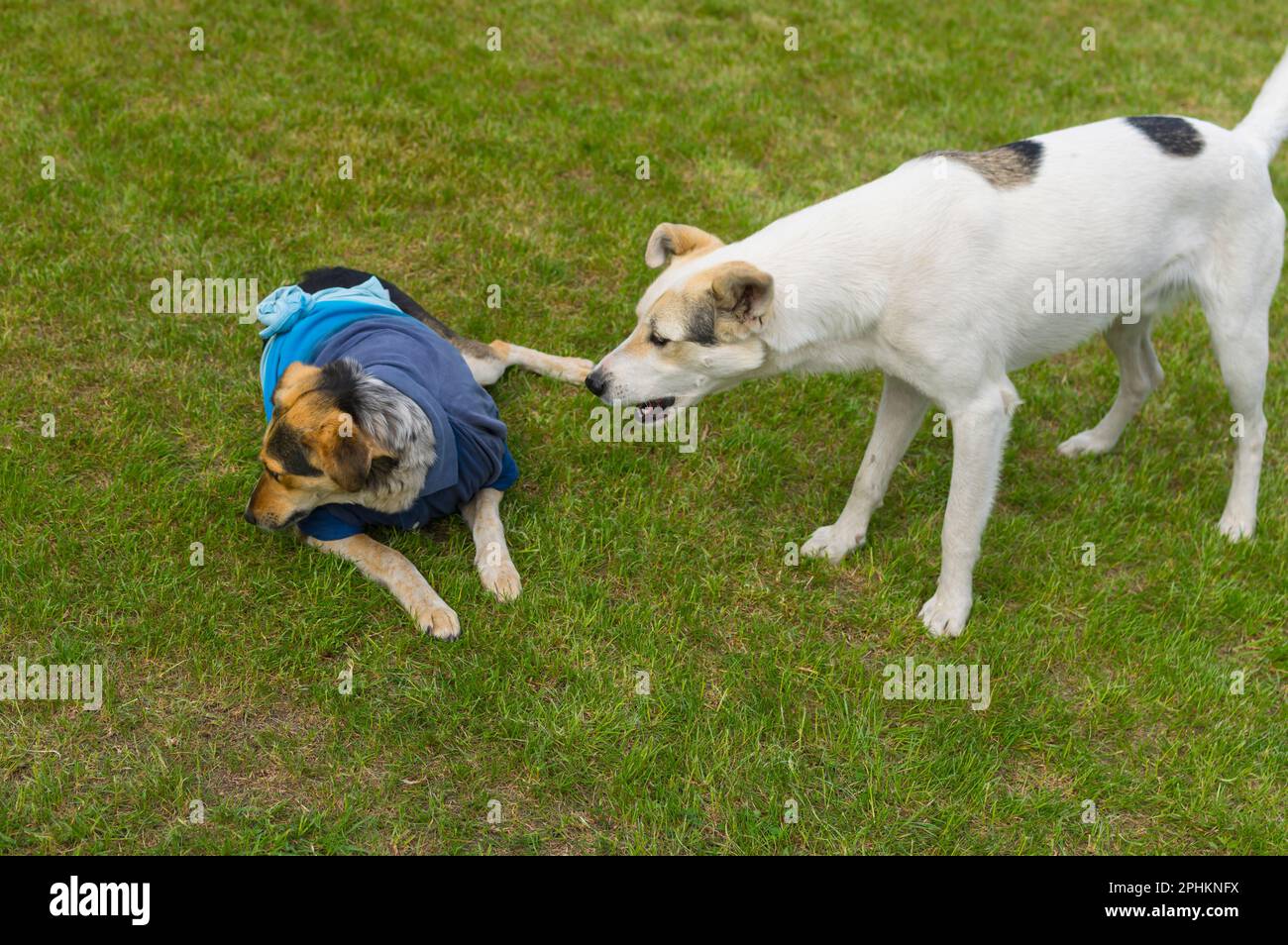 bianco croce-razza cane barkig su un altro cane che sta indossando molto strano e cattivo stile abiti umani, mentre il riposo sul prato verde Foto Stock