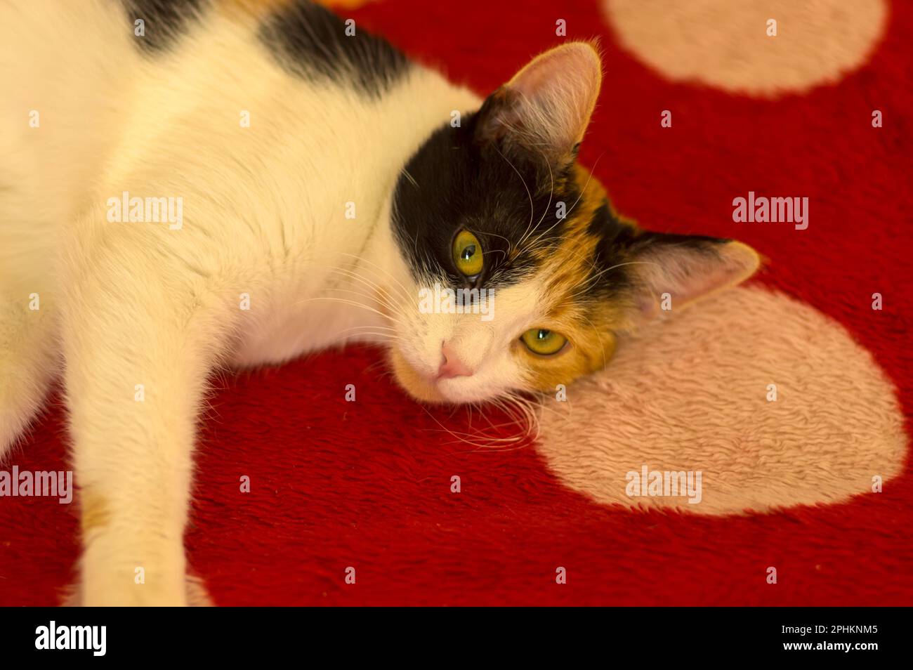 Ritratto di gatto femmina a tre colori sdraiato sulla coperta rossa sul divano Foto Stock