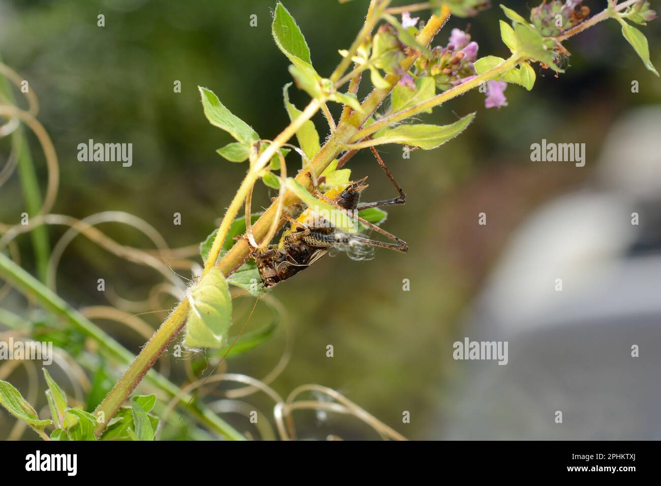 Cricket cespuglio comune ( Pholidoptera griseoaptera ) su una pianta Foto Stock