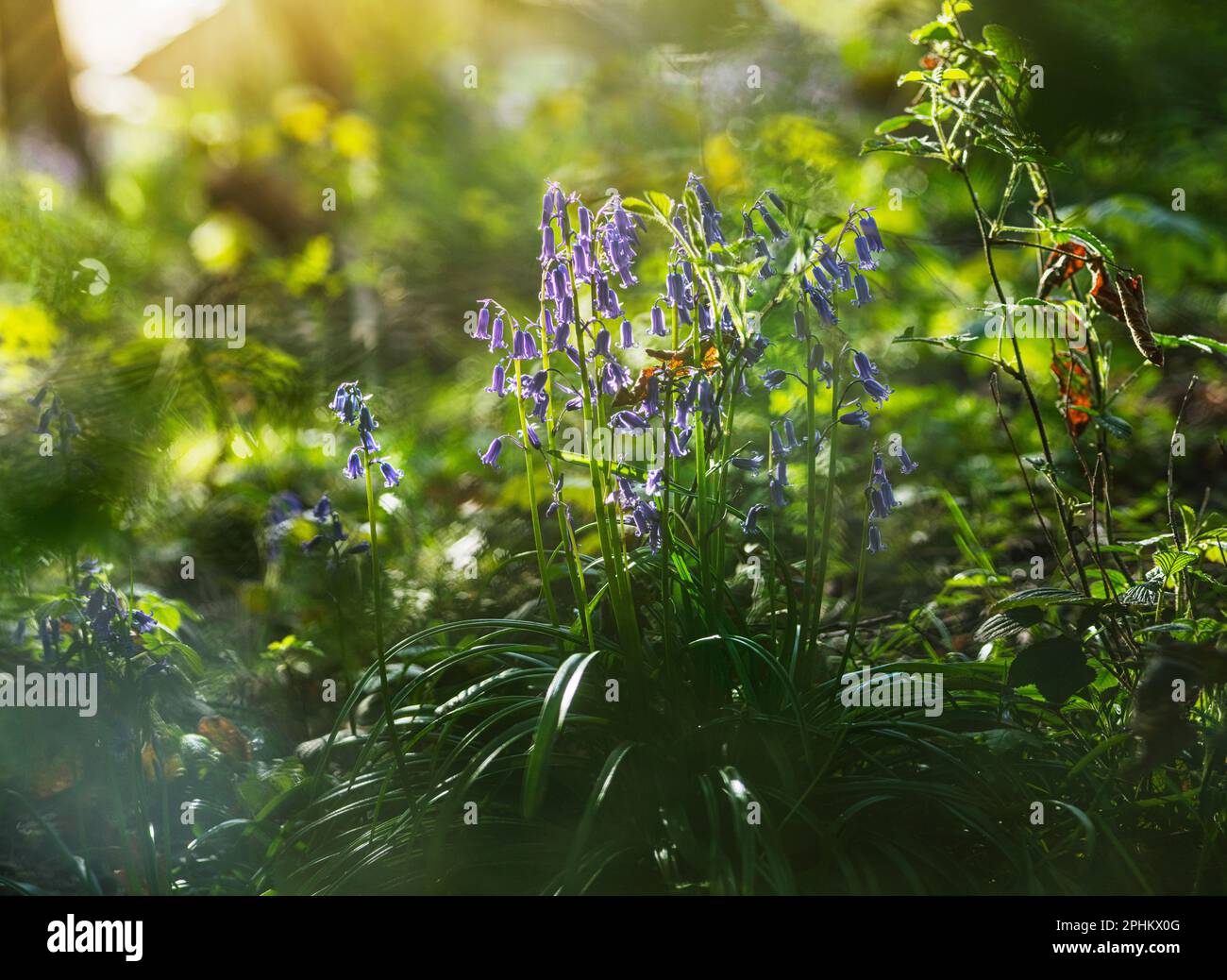 Bluebells gorwing all'ombra in una soleggiata primavera mattina in bosco inglese, erba e fiori selvatici che crescono tra gli alberi in macro, primo piano Foto Stock