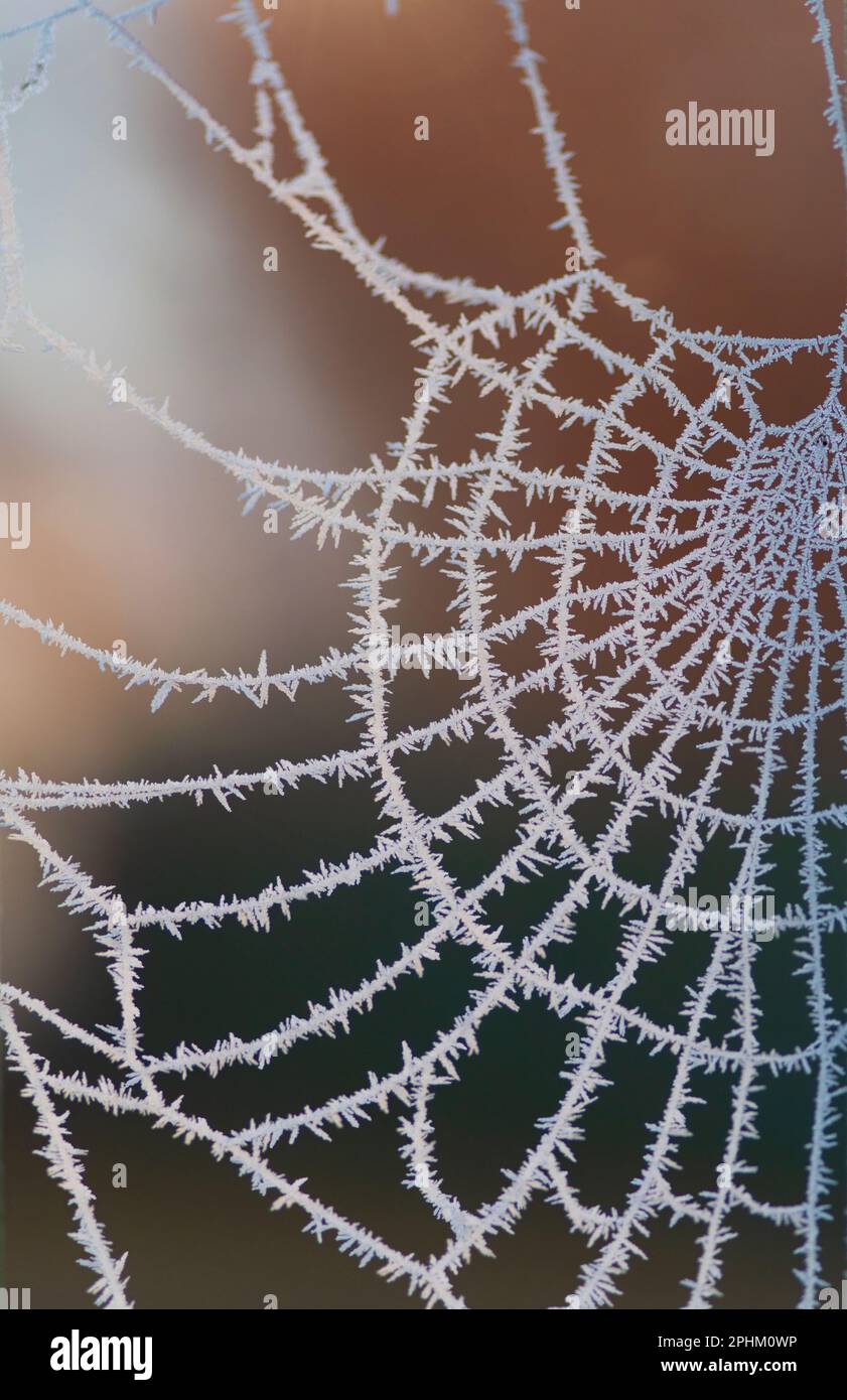 Ghiaccio frastagliato forme come mosture si è congelato su un ragni web su una fredda mattina d'inverno. Schemi intricati del fotoricettore e mosture congelato all'inizio del giorno Foto Stock