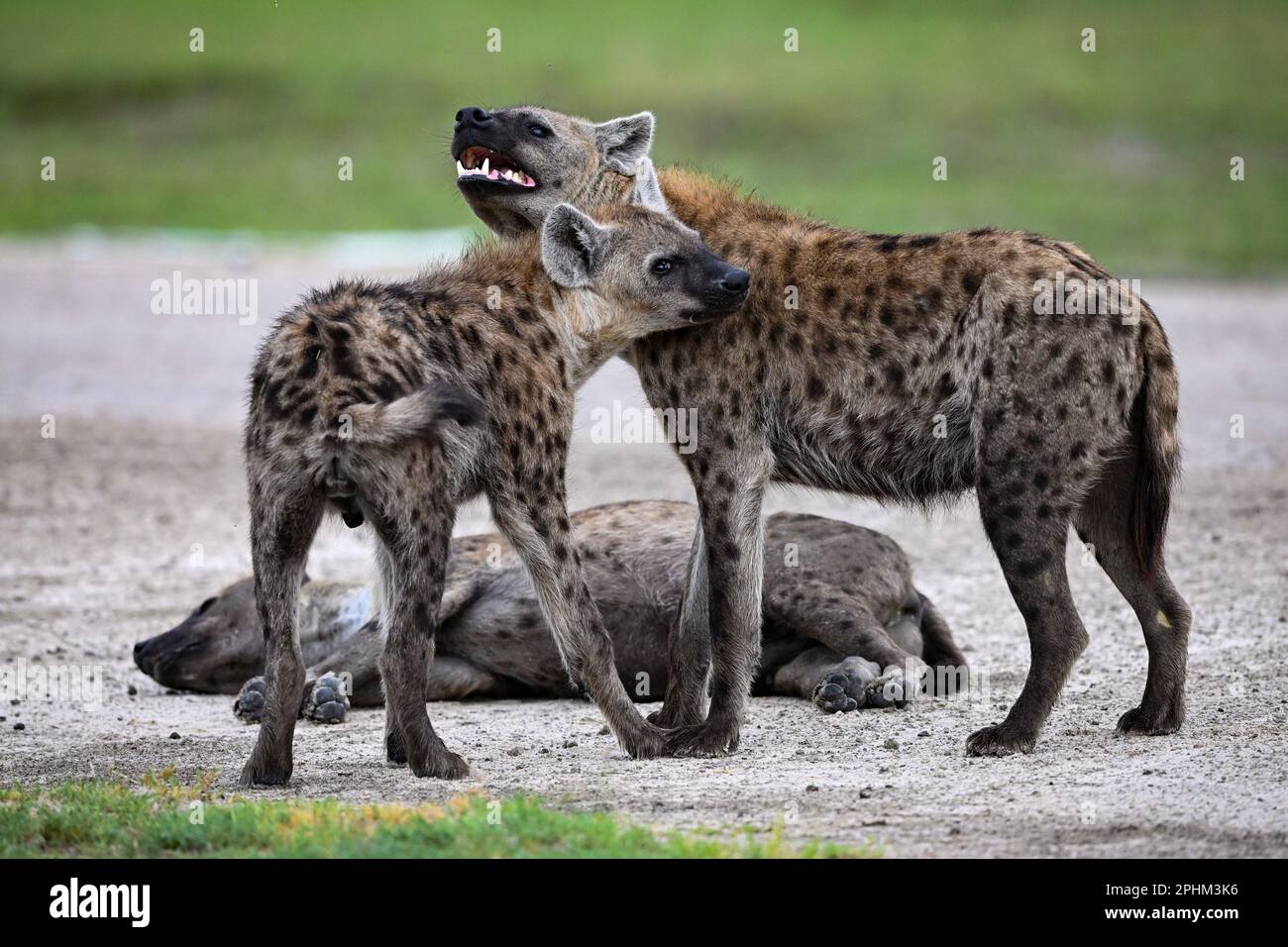 Le iene macchiate sono viste nel Delta di Okavango il 13 gennaio 2023 Foto Stock