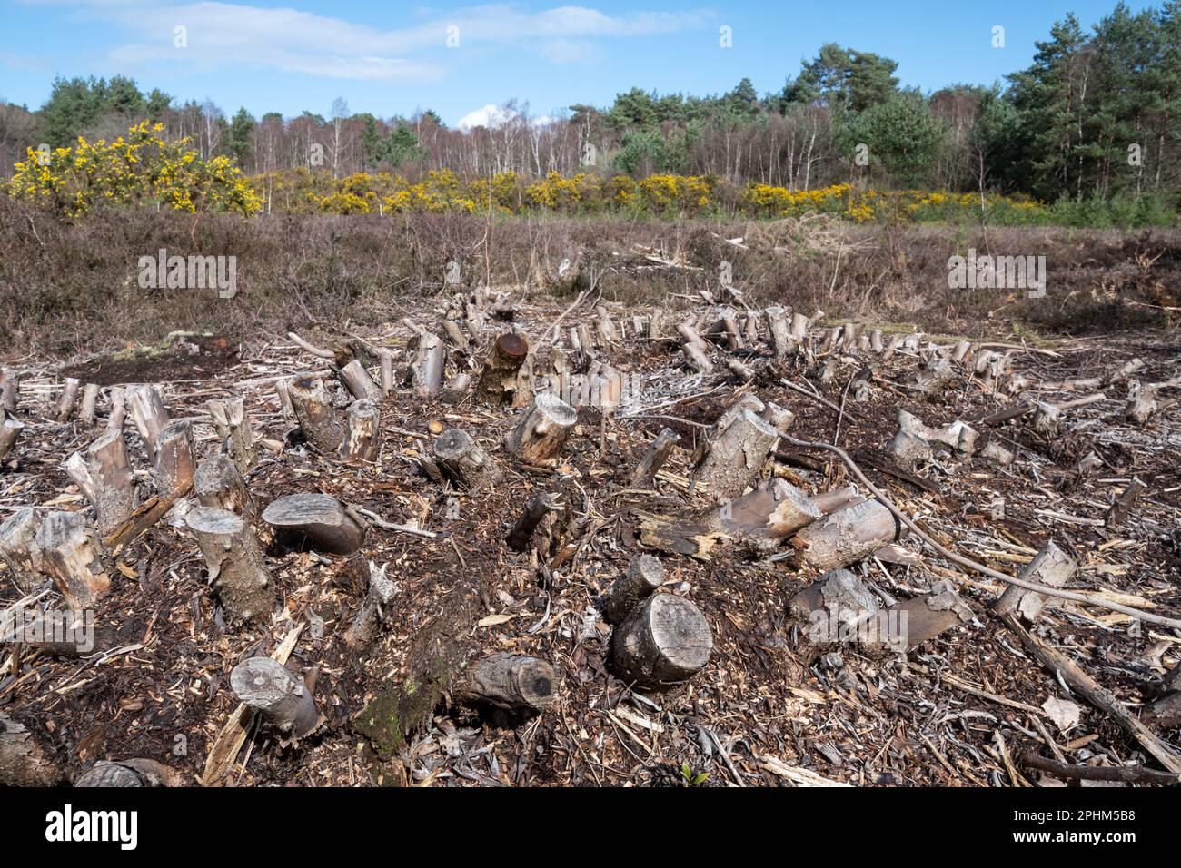 Ceppi di piante di rododendro dopo aver eliminato i cespugli invasivi non nativi dall'habitat di brughiera, Hampshire, Inghilterra, UK. Gestione della campagna Foto Stock