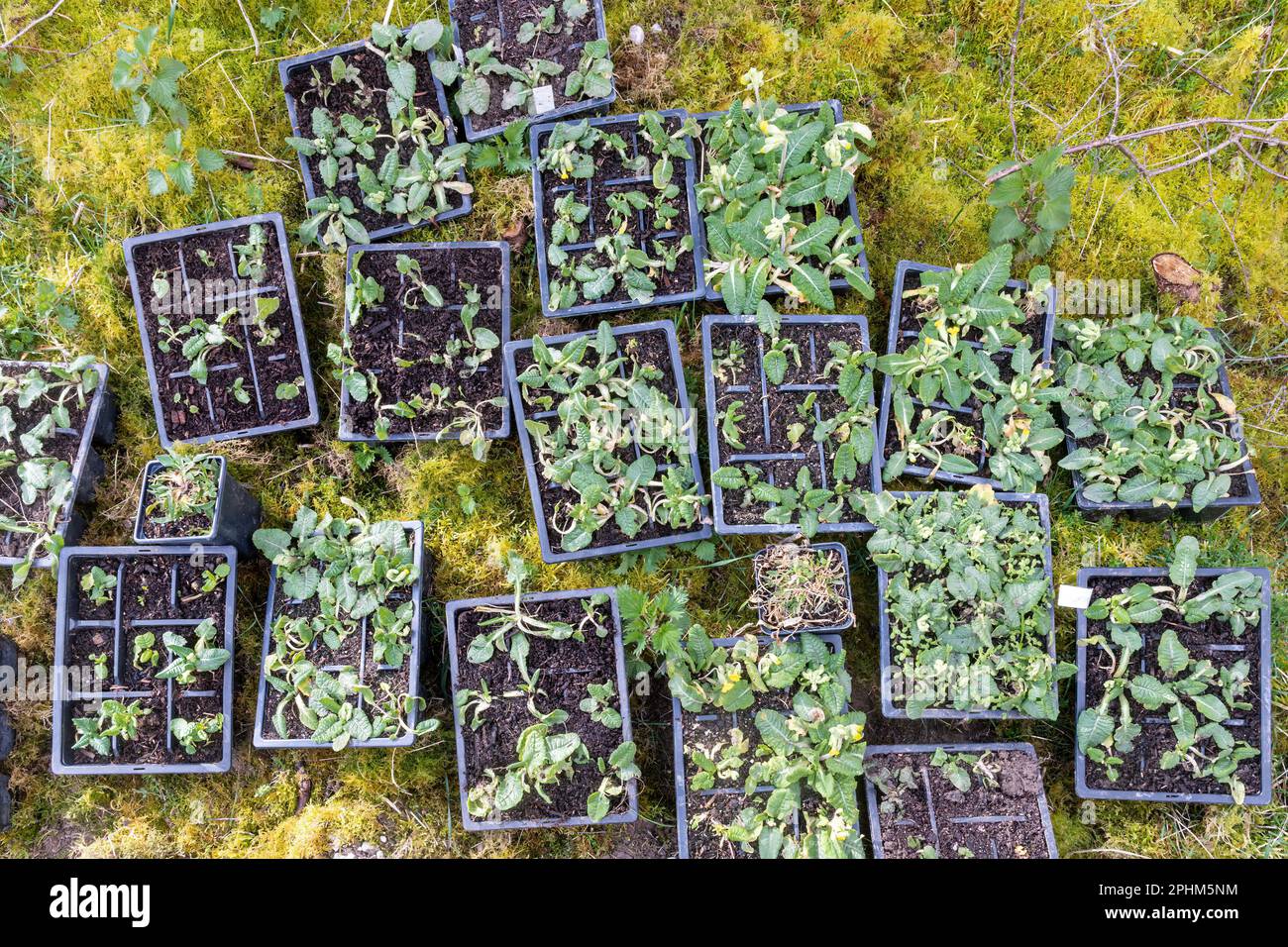 Vassoi di cowslips (Primula veris) piante di fiori selvatici per piantare su una riserva naturale di gesso pratery per migliorare la biodiversità, Inghilterra, Regno Unito Foto Stock
