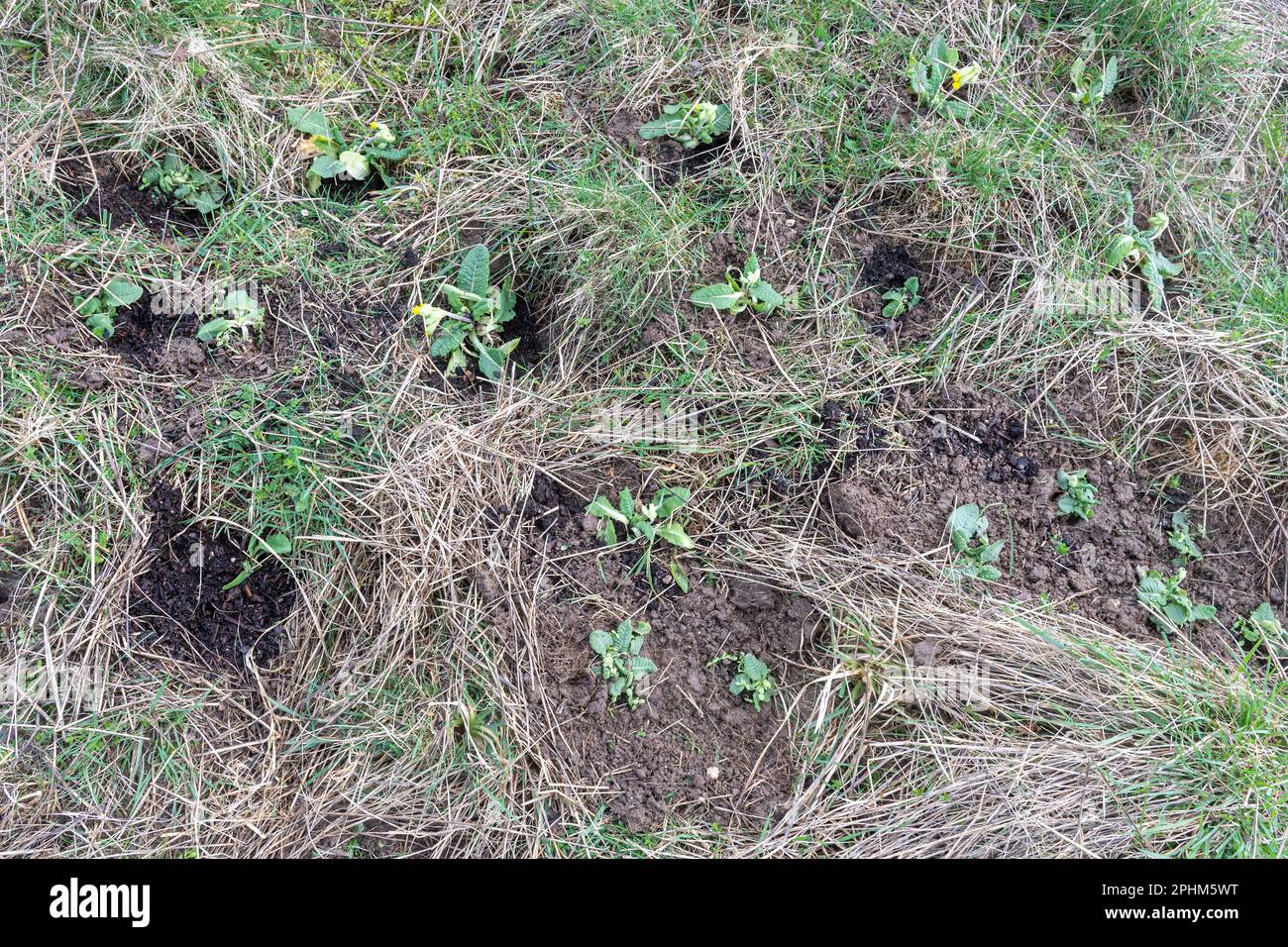 Cowslips (Primula veris wildflowers) piantati da volontari su una riserva naturale di erba calcarea per migliorare la biodiversità, Hampshire, Inghilterra, Regno Unito Foto Stock