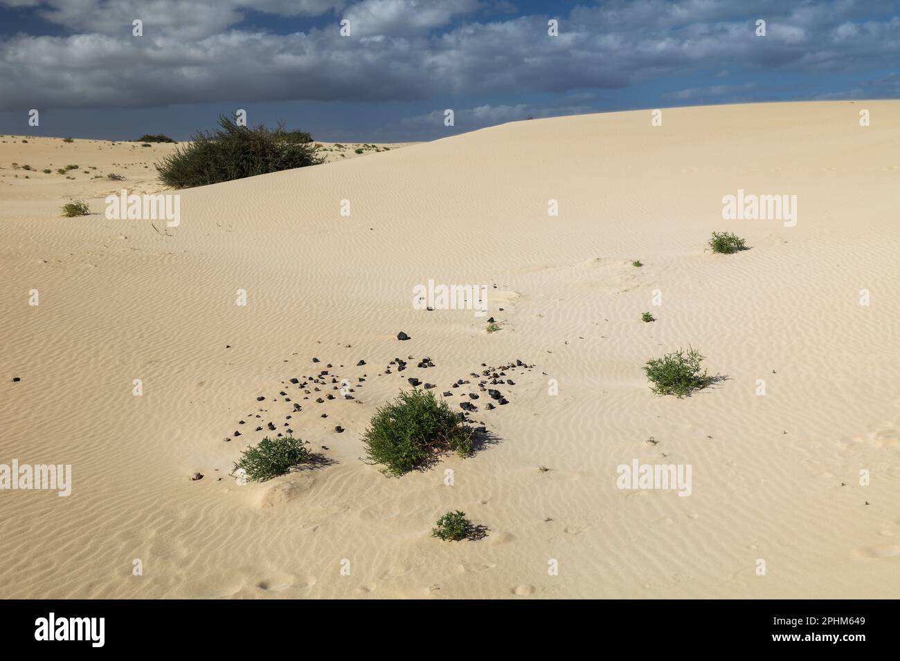 Paesaggio desertico con dune e onde di sabbia con la pianta di Searocket europeo Foto Stock