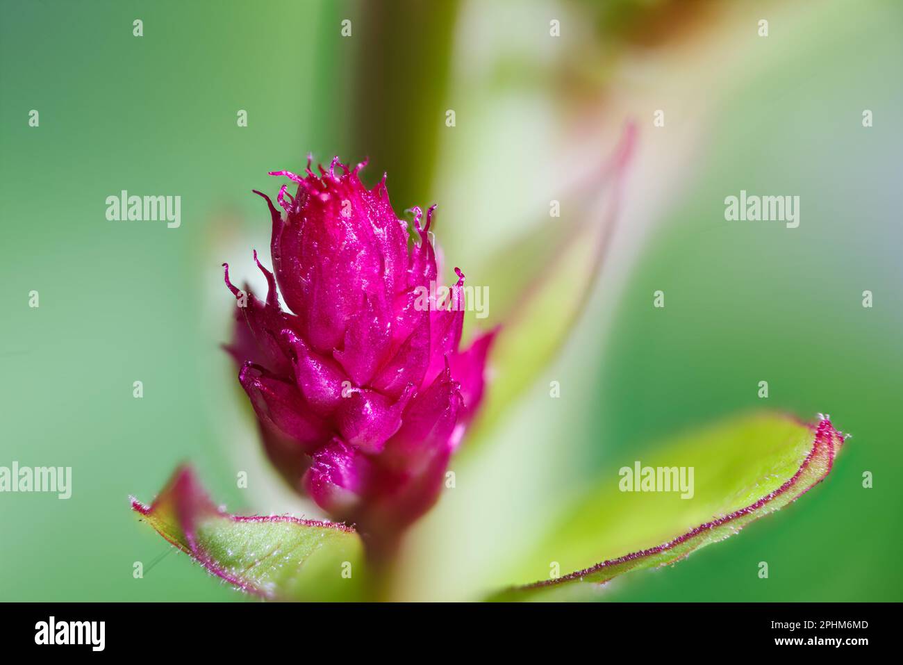 Macro fotografia di un fiore di celosia Foto Stock