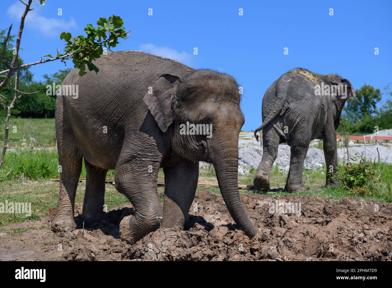 Un elefante asiatico si erge nel fango contro un cielo blu. Il secondo elefante lascia. Primo piano. Foto Stock