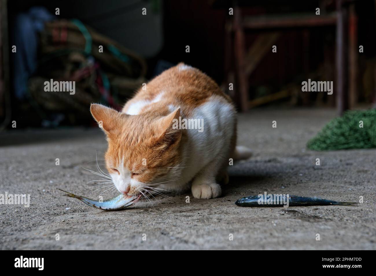 Un gatto rosso e bianco mangia un sugarello fresco. Spazio di copia, primo piano. Foto Stock