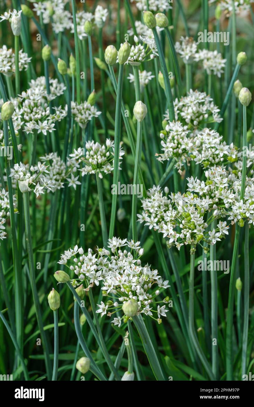 Allium tuberosum, erba cipollina cinese, foglie strette e commestibili, fiori bianchi a forma di stella Foto Stock