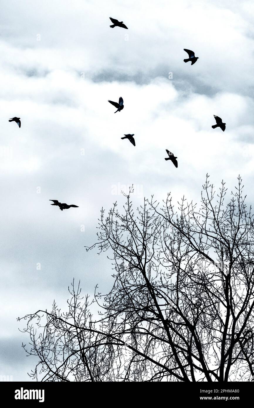 La silhouette degli uccelli che volano sugli alberi senza foglie in inverno. Foto Stock