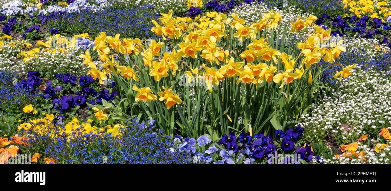 fiori gialli e blu in primavera Foto Stock
