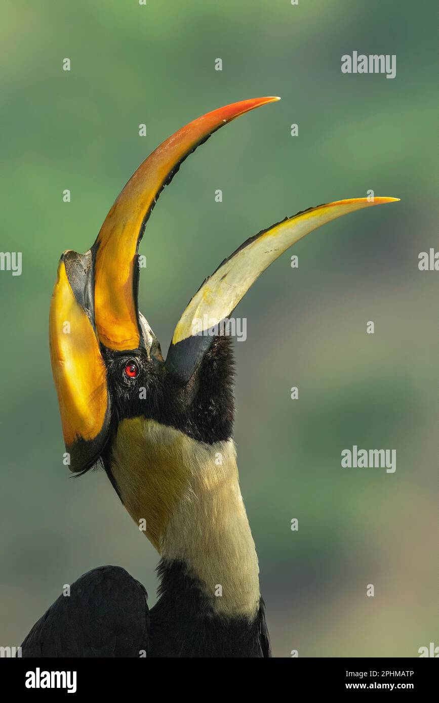 Chiamata Hornbill Foto Stock