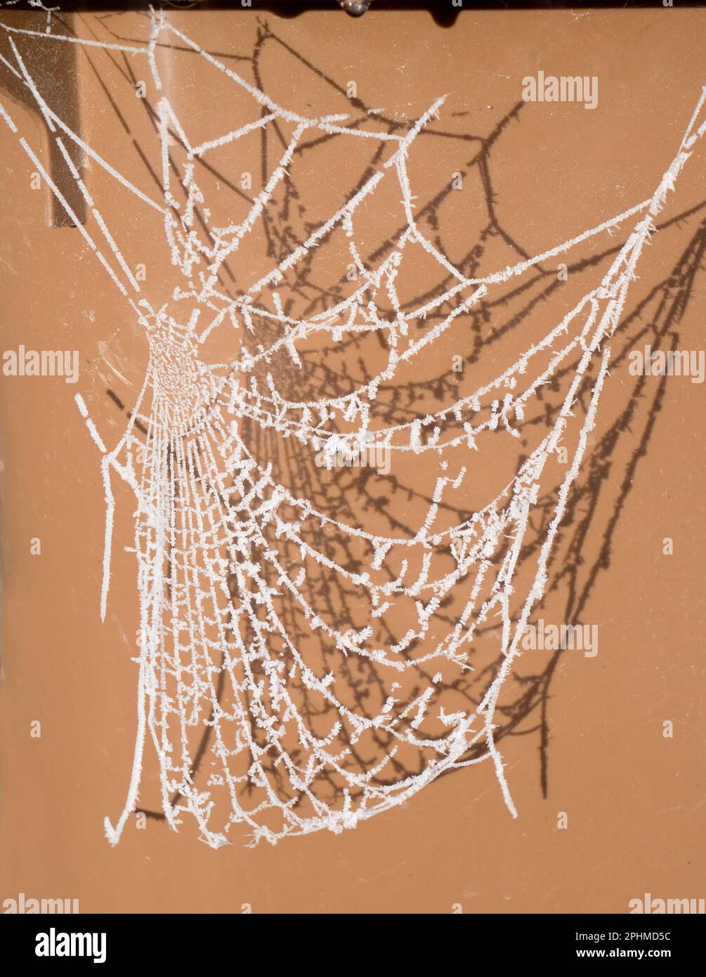 Dovete essere in su piacevole e presto per ottenere questo colpo - le vele del ragno di mattina presto, congelate in metà inverno su un cestino di immondizia che attende la raccolta in Radley VI Foto Stock