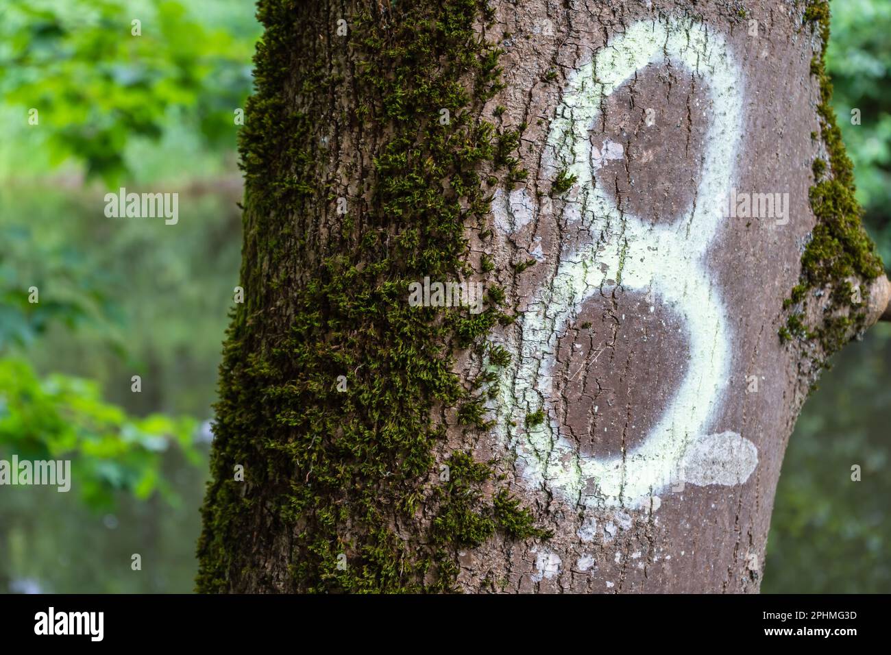 Un tronco d'albero ricoperto di muschio è contrassegnato con un 8 dipinto di vernice bianca. Foto Stock