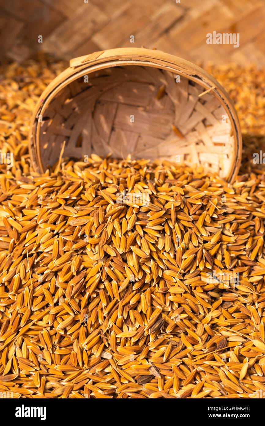 semi di risone in ciotola di bambù dall'angolo superiore al giorno Foto Stock