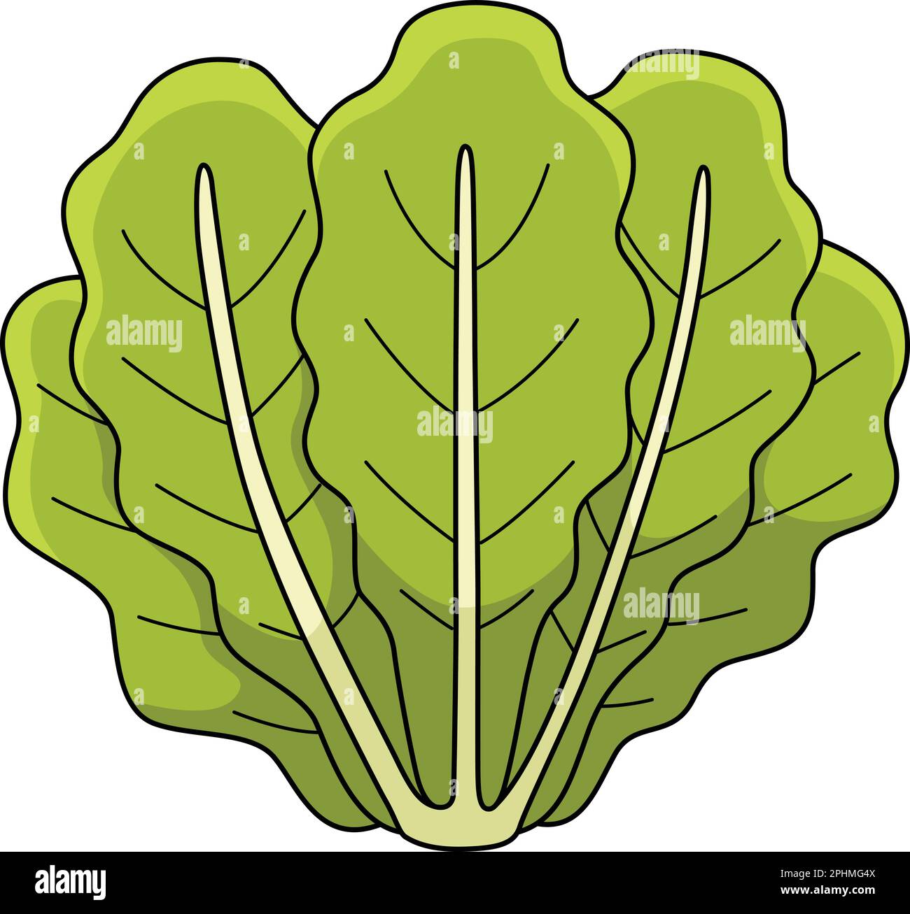 Romaine lattuga vegetale Cartoon colorato Clipart Illustrazione Vettoriale