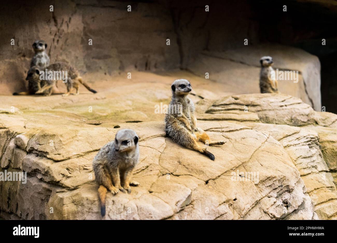 Meerkats allo Zoo di Colchester, Essex, Inghilterra Foto Stock