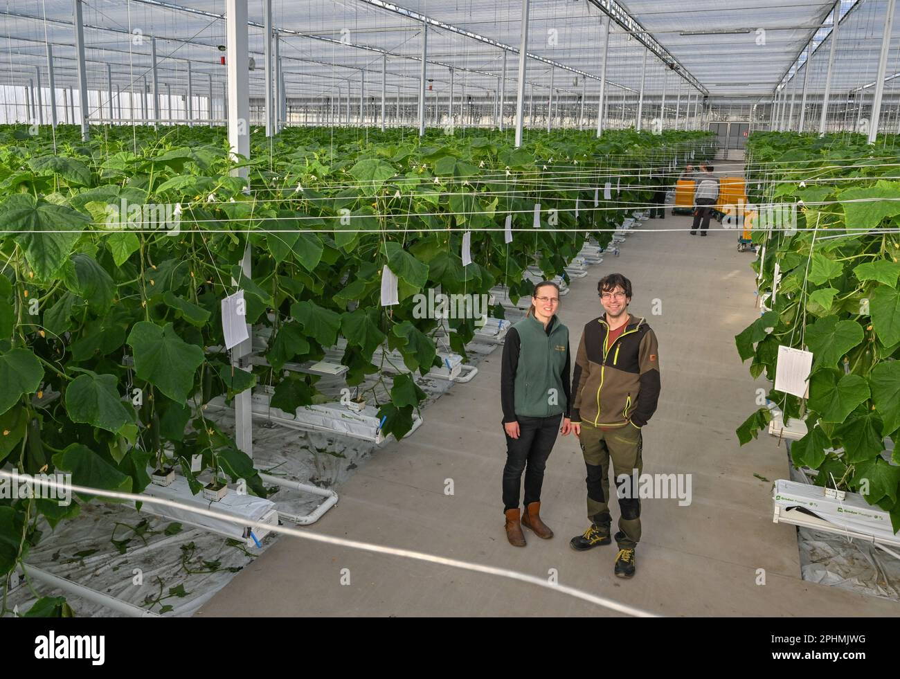 28 marzo 2023, Brandeburgo, Manschnow: Simone Rost e suo marito Markus Gläser, amministratore delegato di Fontana Gartenbau GmbH, si trovano nella nuova serra con piante di cetrioli. La moderna serra di 0,75 ettari sarà inaugurata ufficialmente il 31 marzo 2023. Circa 1,3 milioni di euro sono stati investiti nella costruzione della serra sostenibile. "La nostra nuova serra ha un'altezza di parete di sei metri, che porta a un volume d'aria più grande e a un migliore controllo climatico e ventilazione delle colture di cetrioli", spiega Markus Gläser, amministratore delegato di Fontana Gartenbau GmbH. Il primo Foto Stock