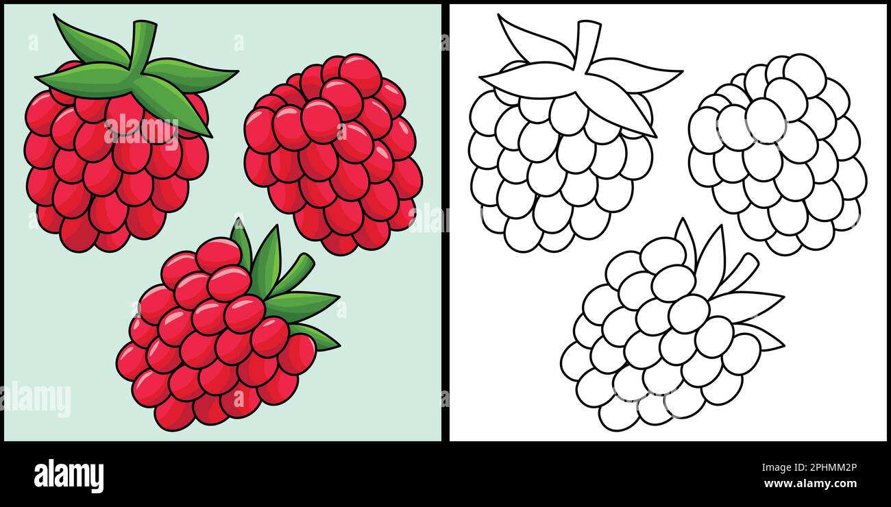 Lampone frutta colorazione pagina Illustrazione colorata Illustrazione Vettoriale