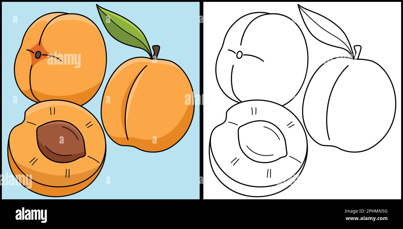 Albicocca frutta colorazione pagina Illustrazione colorata Illustrazione Vettoriale