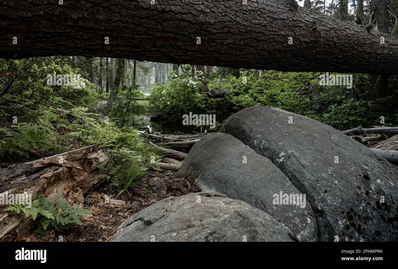 Pine Tree caduto su Ferns Azaleas e Rocks in Yosemite Wilderness Foto Stock