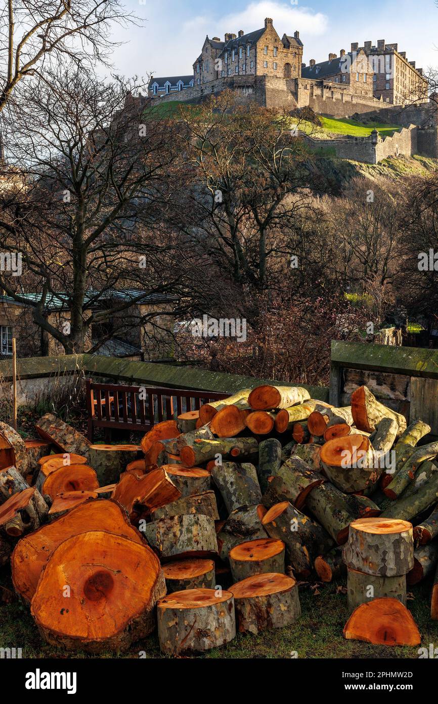 Tronchi di sequoia tagliati con Castello di Edimburgo sullo sfondo. Foto Stock