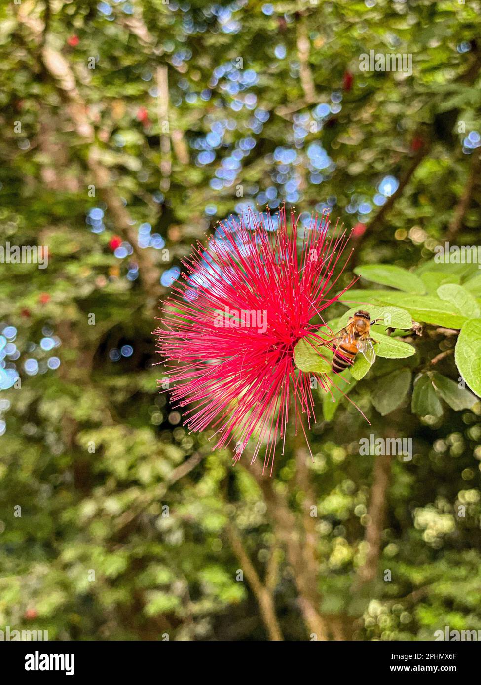Un primo piano verticale di un'ape che vola vicino a un fiore di Calliandra per impollinare Foto Stock