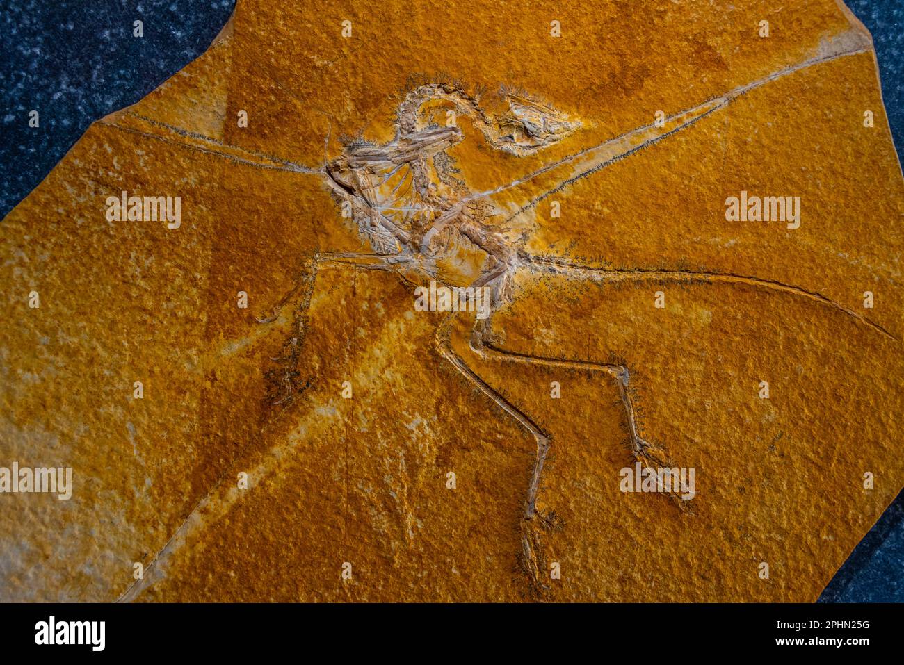 Fossili di archaeopteryx scoperti in Germania. Foto Stock