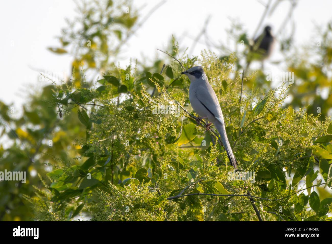Ipocolio grigio o ipocolio ampelino osservato in Rann maggiore di Kutch in Gujarat, India Foto Stock