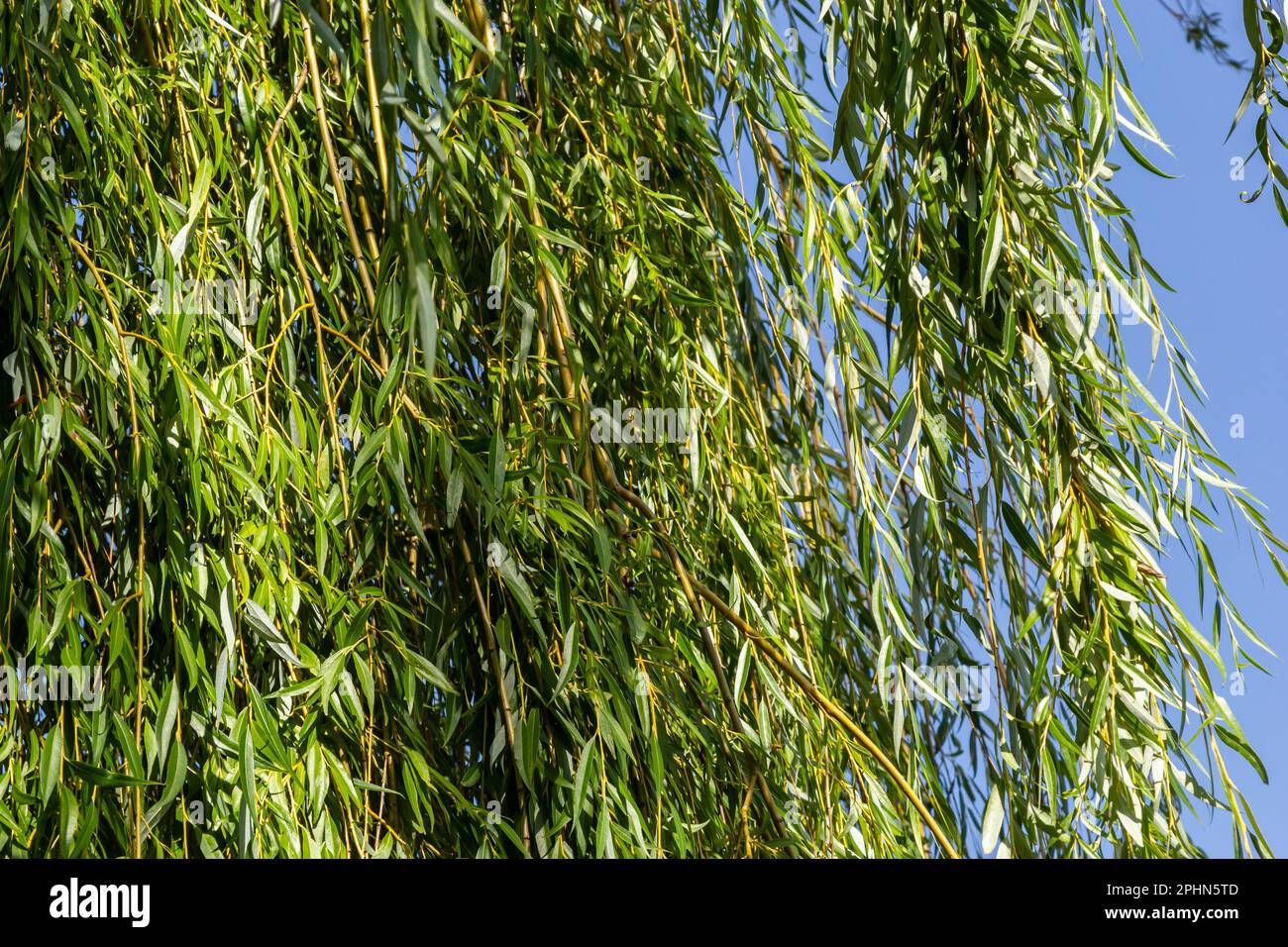 Sfondo fogliame dell'albero di salice piangente. Rami salici piangenti con foglie verdi. Vista ravvicinata del verde fogliame di un salice piangente. Foto Stock