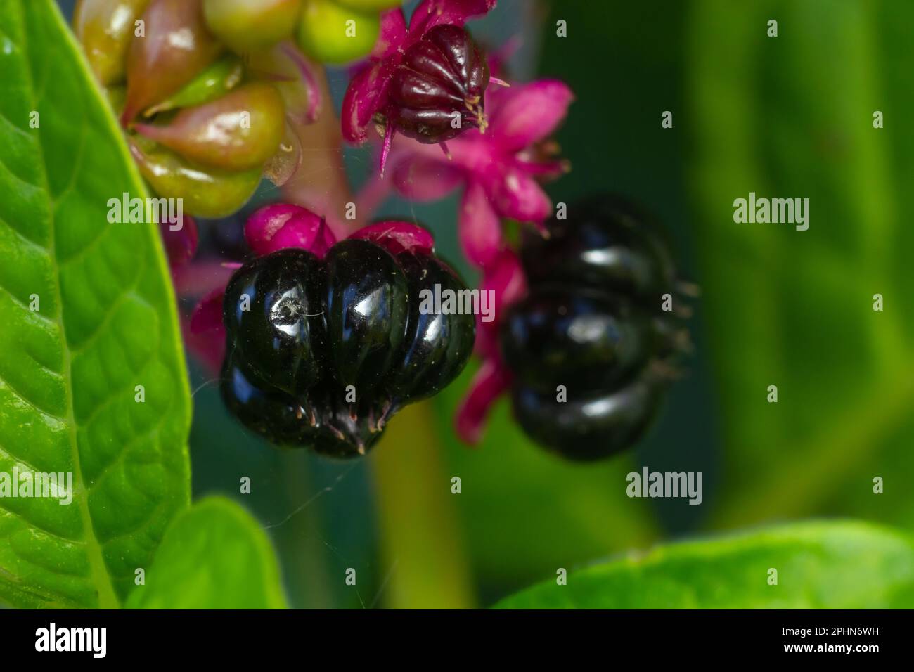 Phytolacca Americana, l'American Pokeweed o semplicemente Pokeweed con bacche nere. Foto Stock