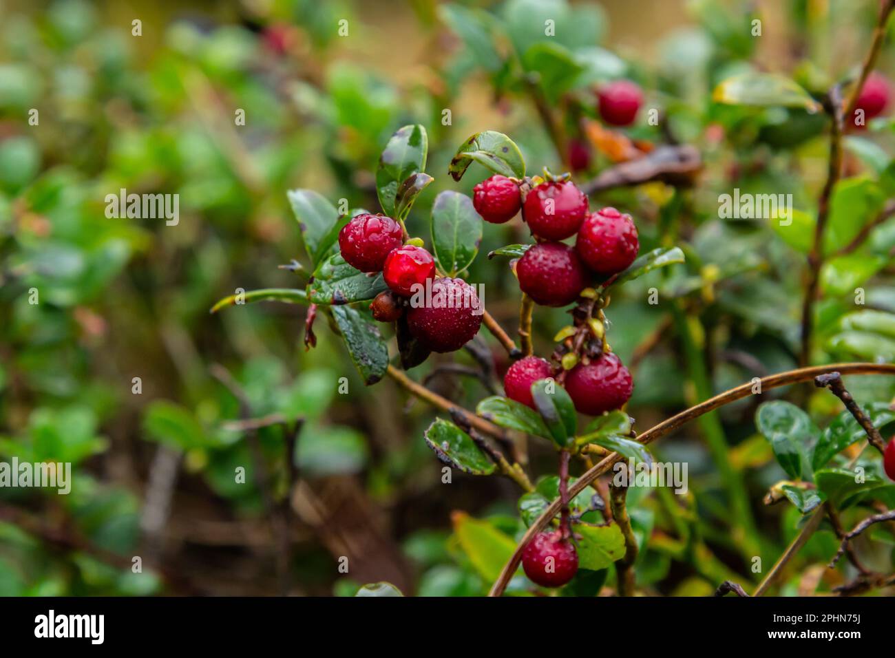 Vaccinium vitis-idaea il lingonberry, il partridgeberry, o il cowberry è un arbusto sempreverde corto nella famiglia di heath che sopporta la frutta commestibile. Foto Stock