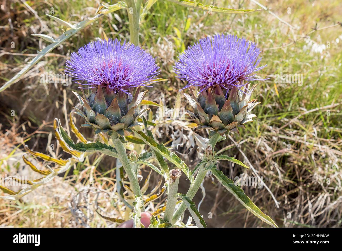 Due vivaci piante di cardo viola in piedi tra un campo di erba alta, rocce e erbacce Foto Stock