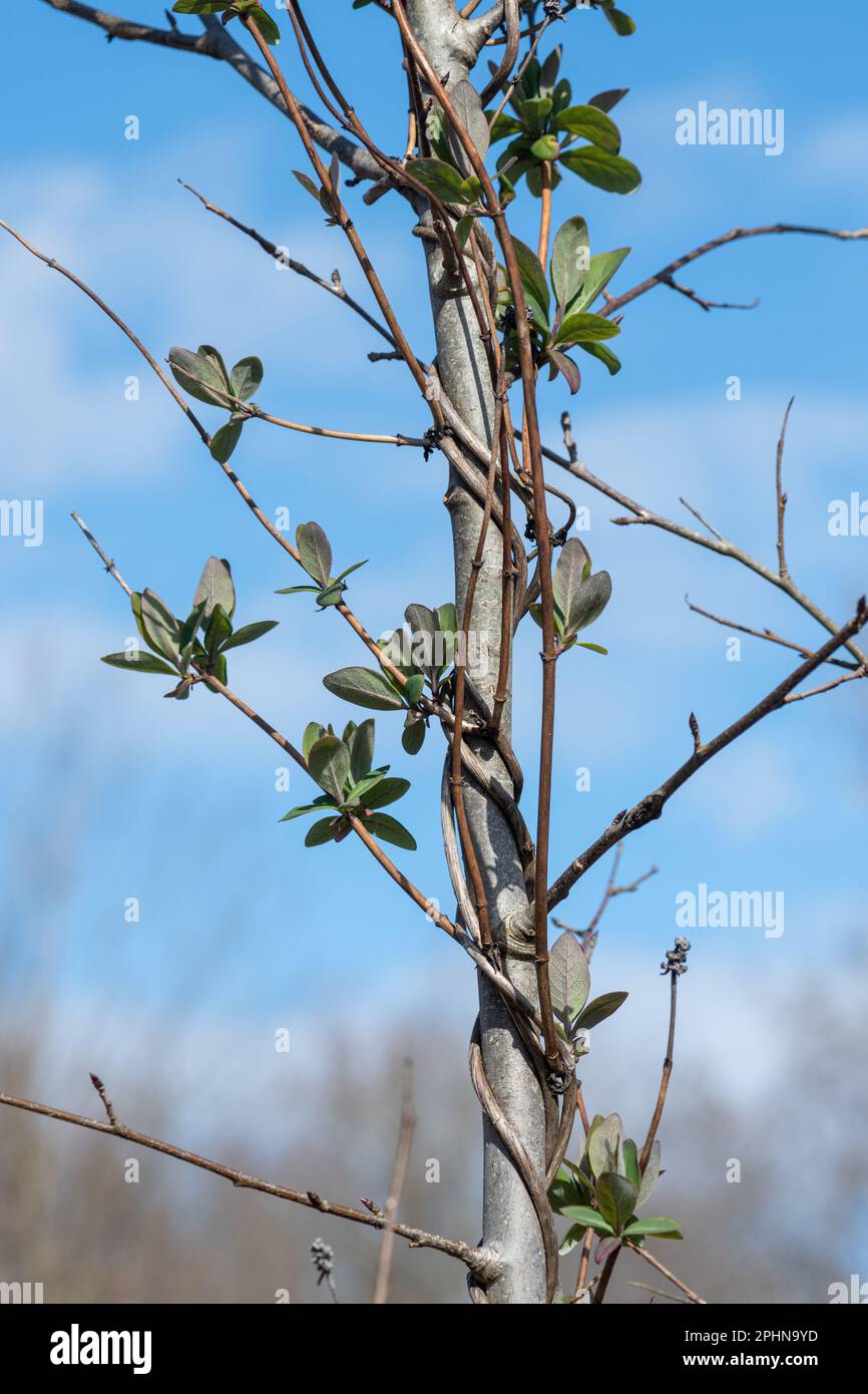 Nido d'ape selvatico (Lonicera periclymenum), una pianta di arrampicata con foglie giovani in primavera che gemellano intorno ad un albero, Surrey, Inghilterra, Regno Unito Foto Stock