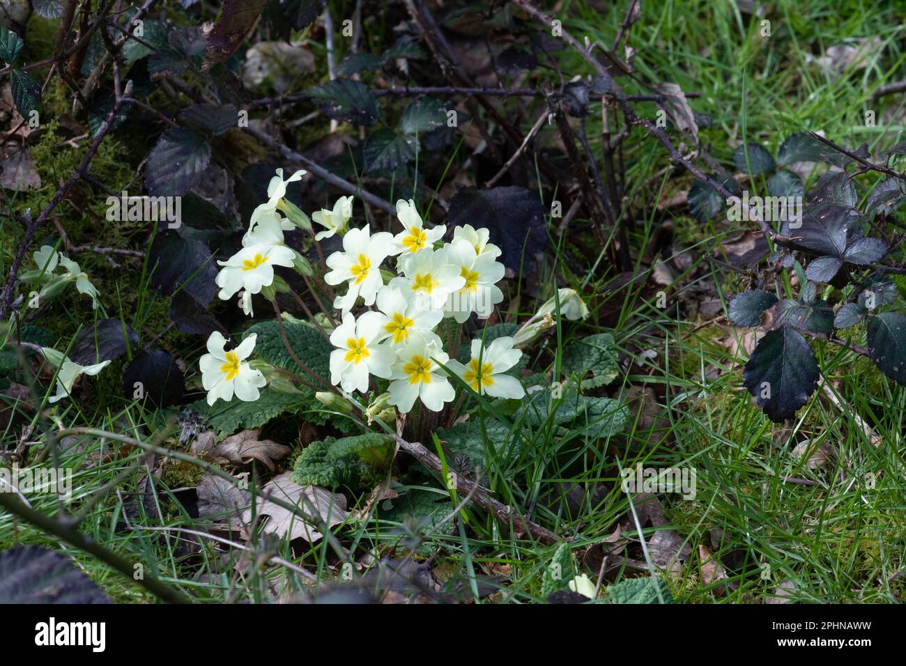 Primrose (Primula vulgaris) in boschi, fiori selvatici in campagna naturale impostazione fioritura durante marzo, Inghilterra, Regno Unito Foto Stock